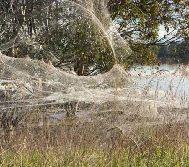 Australian spider with an 'excruciating bite' arrives in Britain