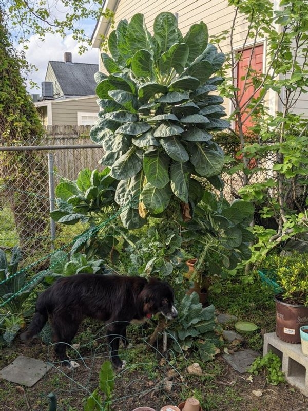 gardenmasters_002 gardenmasters_002