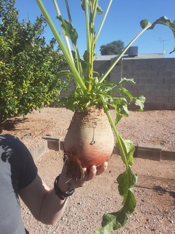 gardenmasters_003 gardenmasters_003