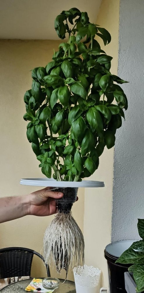 gardenmasters_006 gardenmasters_006