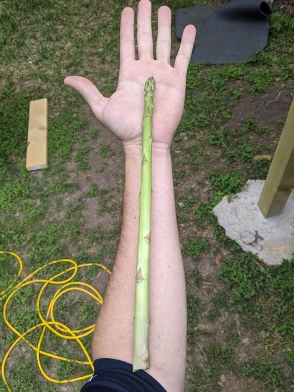 gardenmasters_009 gardenmasters_009