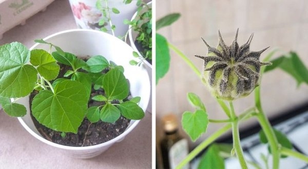 gardenmasters_011 gardenmasters_011