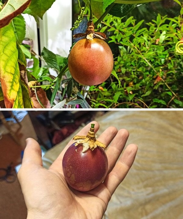 gardenmasters_013 gardenmasters_013