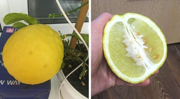 gardenmasters_015 gardenmasters_015