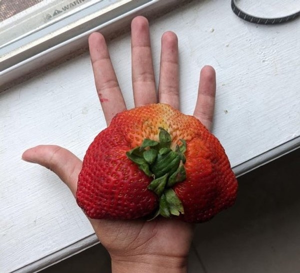 gardenmasters_017 gardenmasters_017