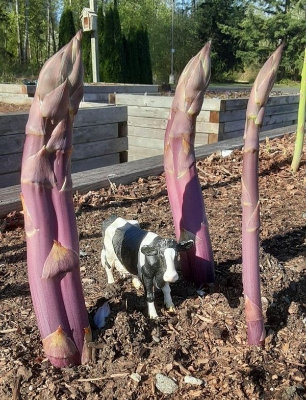 gardenmasters_019 gardenmasters_019