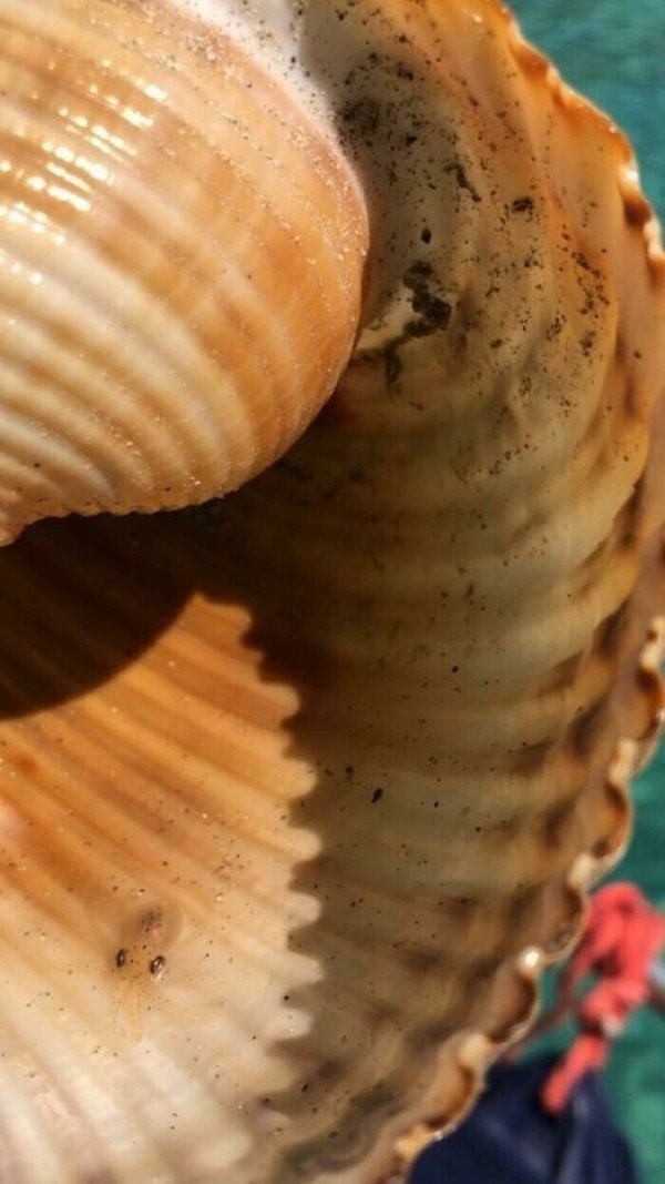 opticalillusions10_023