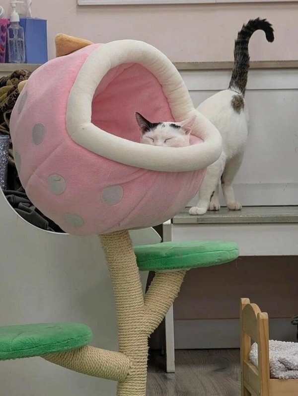 opticalillusions10_028