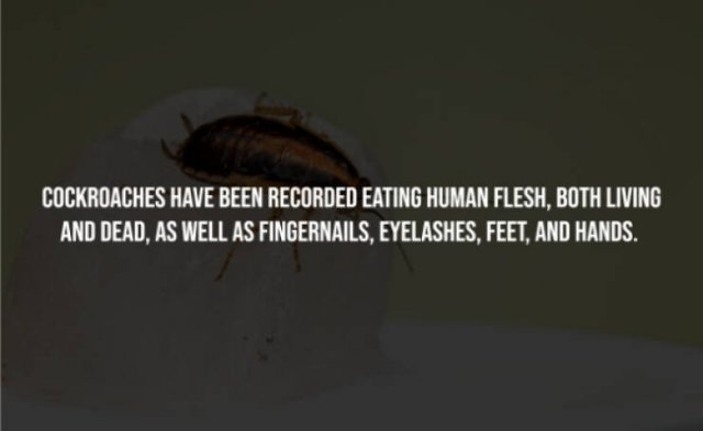 interestingfacts241_005