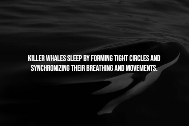 interestingfacts241_006