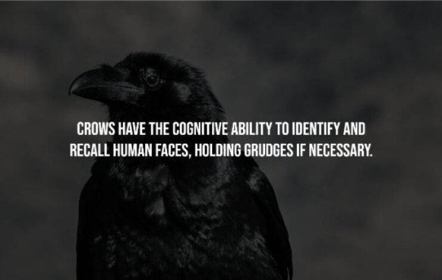 interestingfacts241_015