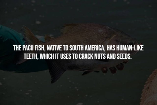 interestingfacts256_003