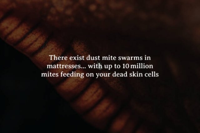 interestingfacts272_008