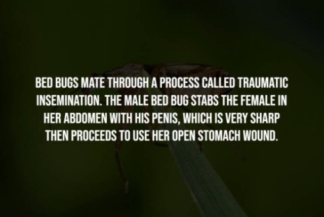 interestingfacts277_002