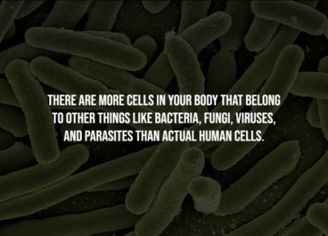 interestingfacts277_007