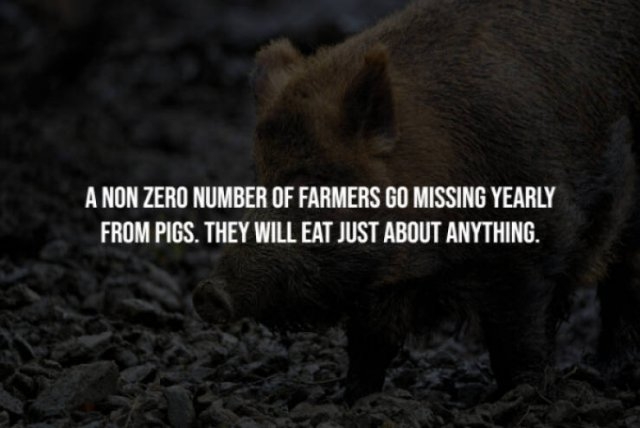 interestingfacts277_008