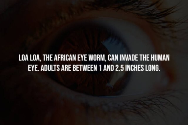 interestingfacts277_010