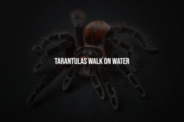 interestingfacts277_012