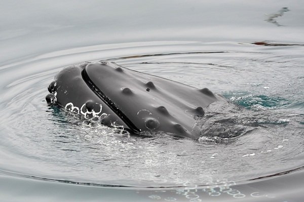 interestingfacts280_008