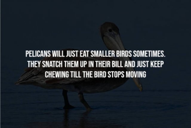 interestingfacts281_011