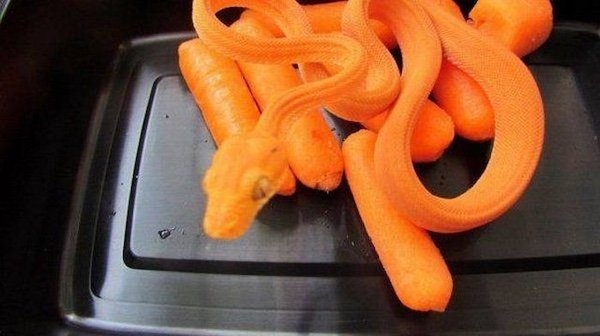 opticalillusions11_010