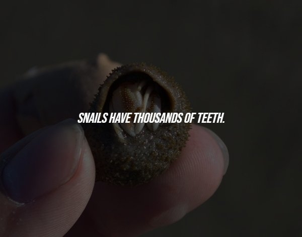 interestingfacts286_001