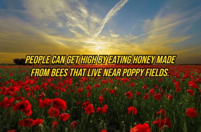 interestingfacts292_005