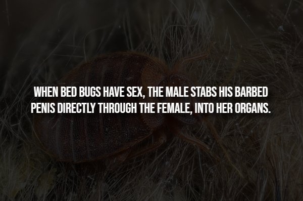 interestingfacts293_011