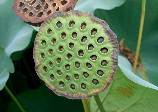 interestingfacts296_003