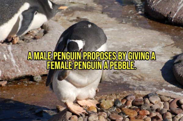 interestingfacts299_001