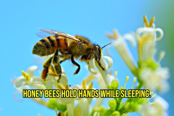 interestingfacts299_006