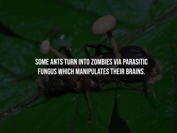 interestingfacts300_014