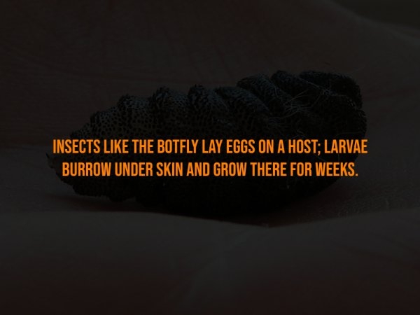 interestingfacts302_003