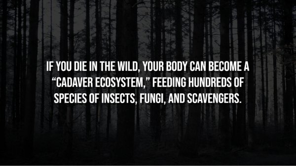 interestingfacts306_005