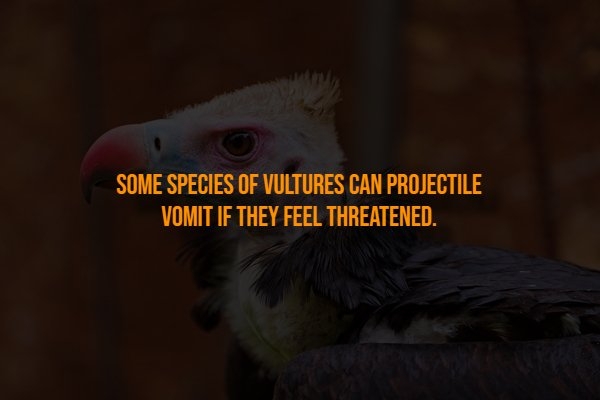 interestingfacts318_004