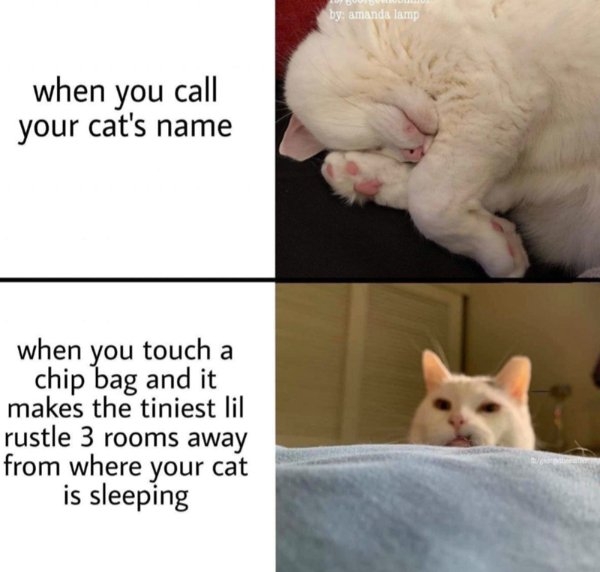 funnycats101_011