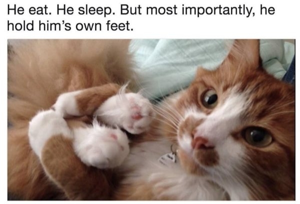 funnycats101_017