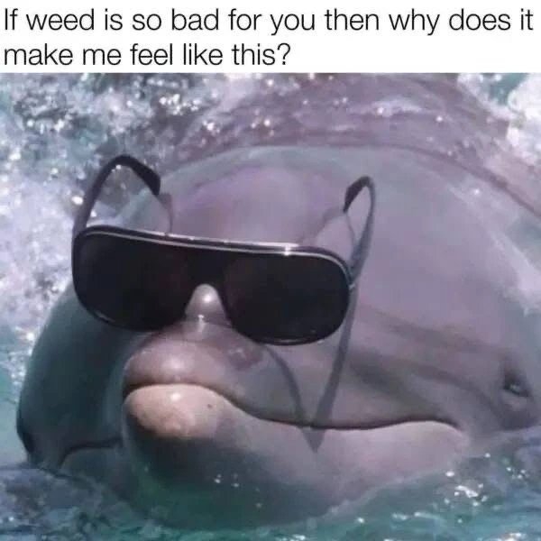 funnymemes420_016