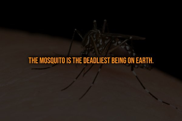 interestingfacts321_003