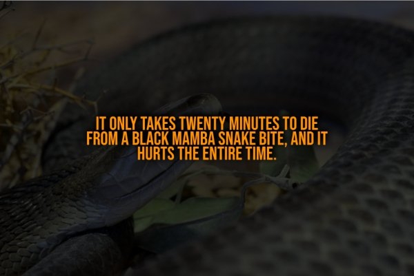 interestingfacts321_005