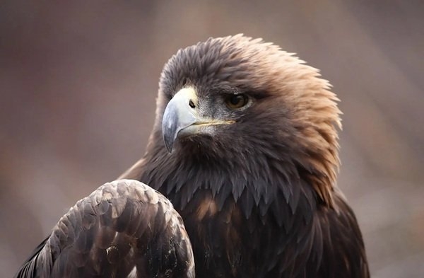 interestingfacts322_004