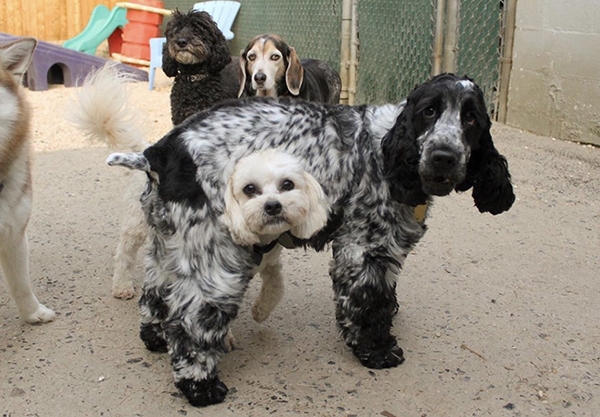 opticalillusions13_009