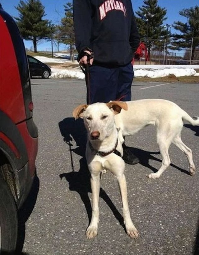 opticalillusions13_018