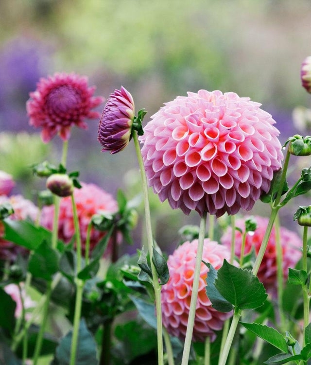 perfectphotos184_007