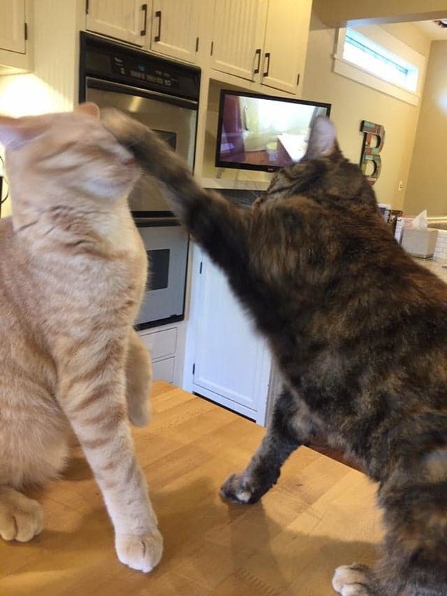 perfectphotos191_034