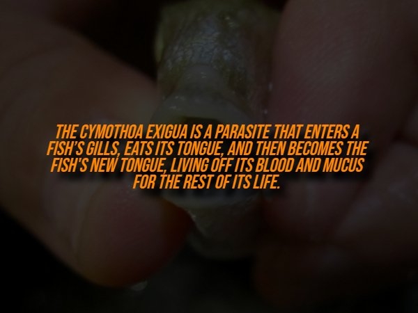 interestingfacts329_007