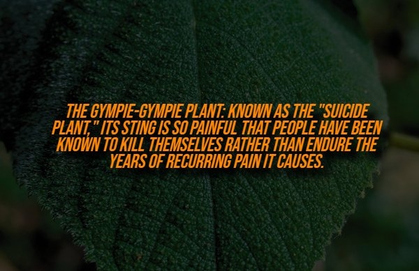 interestingfacts329_009