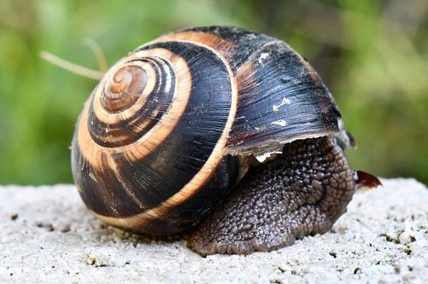 interestingfacts331_016