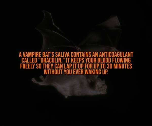 interestingfacts332_011