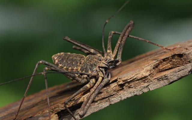 samaze_019-602 samaze_019-602